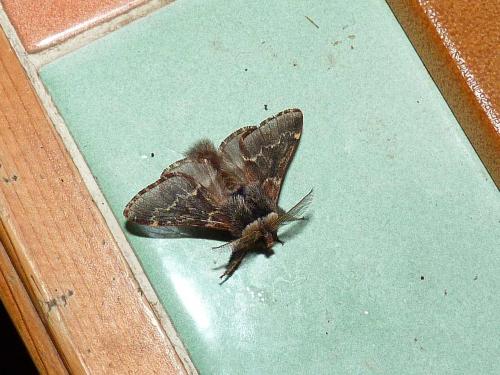 Poecilocampa populi